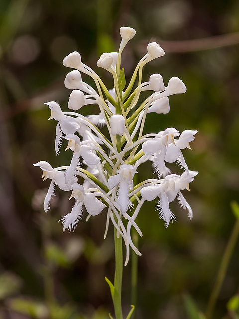 Platanthera conspicua (Southern White fringed orchid)