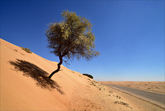 Acacia Nilótica, Sunth Garath