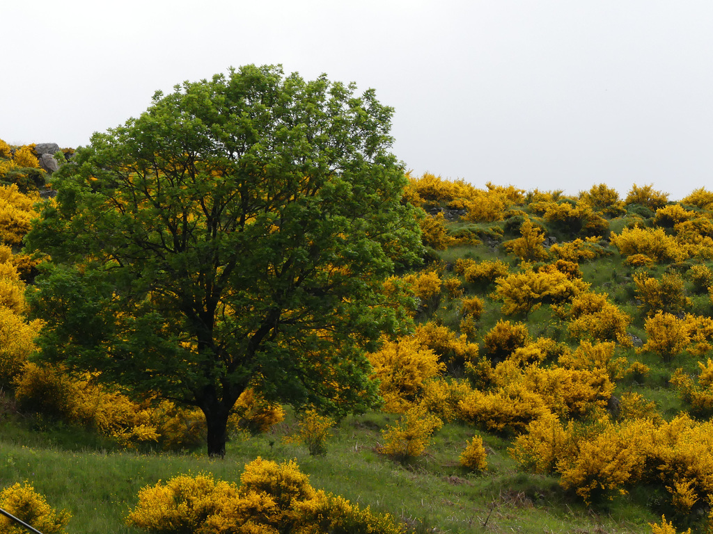 20160607 Rando solo St Guiral (Cevennes) (44) al