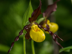 Cypripedium parviflorum var. makasin (Northern Small Lady's-slipper orchid)