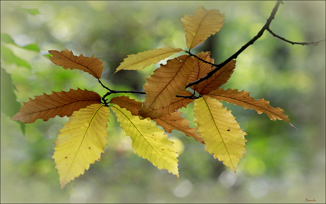 Douceur d'automne