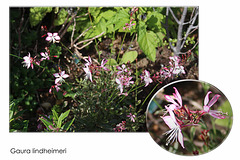 Gaura lindheimeri with close-up 16 9 2018