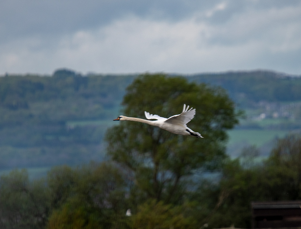 Swan in flight