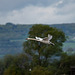 Swan in flight