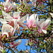 Magnolienblüten