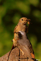 Couple Rouge-queue à front blanc