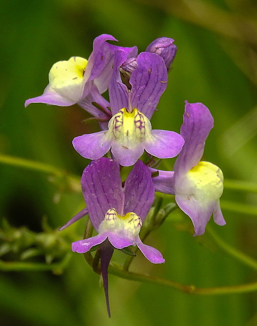 20210831 2695CPw [D~LIP] Marokkanisches Leinkraut (Linaria maroccana), UWZ, Bad Salzuflen