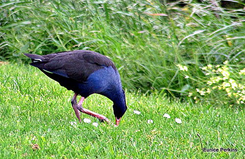 Pukeko On The Bank.