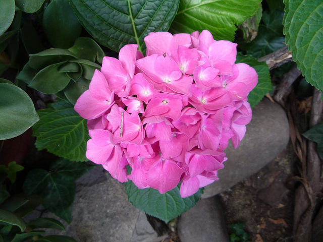 Hortensias rosadas