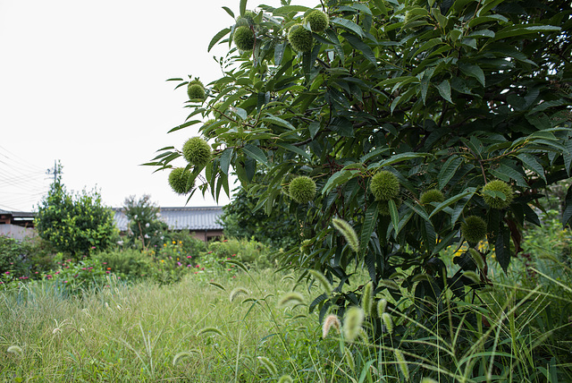 Chestnut in early August