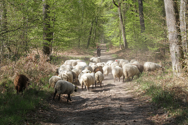 Transhumance du 5 mai 2016