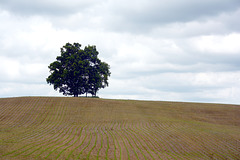 Shade tree