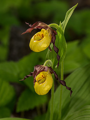 Cypripedium parviflorum var. makasin (Northern Small Lady's-slipper orchid)