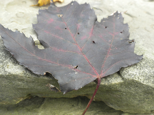 Leaves