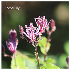 Toad Lily 16 9 2018