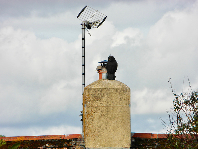 Lyme Regis, Other birds not welcome