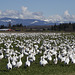 Snow Geese