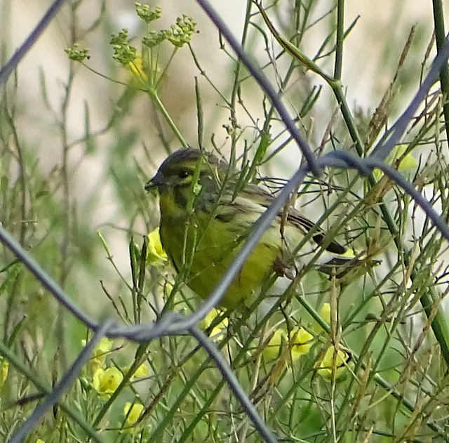 ...un festin de fenouil sauvage pour ce serin cini...