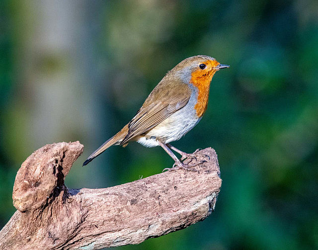 Robin