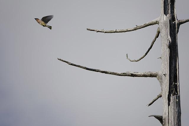 Cedar Waxwing and Cedar Snag