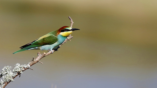 Guêpier d'Europe - Merops apiaster - European Bee-eater