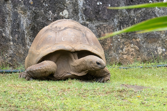 Mauritius-0038