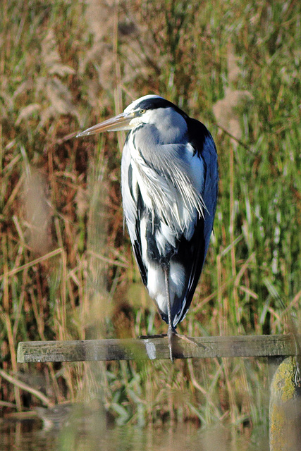 EOS 90D Peter Harriman 11 49 22 87979 greyHeron dpp