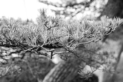 Pine tree