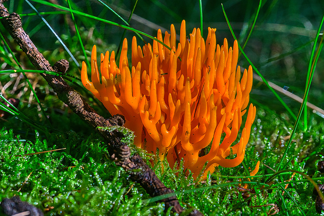 Korallenpilz auf Moosuntergrund - Macro Mondays