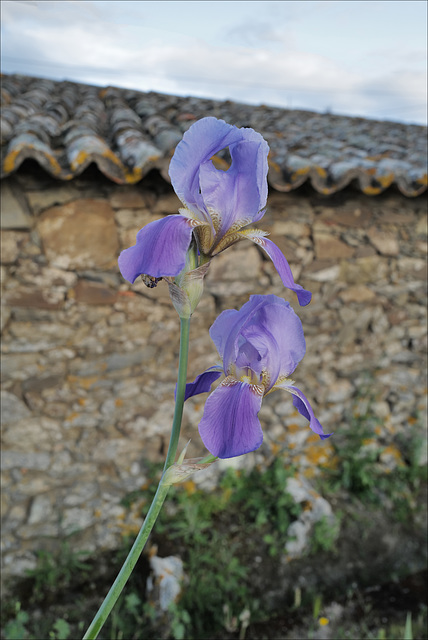 Iris and wall, late HWW from Penedos Iris and wall, late HWW from Penedos