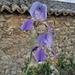 Iris and wall, late HWW from Penedos