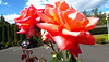 Roses.