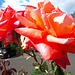 Roses.