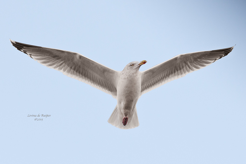 Lesser black-backed Gull / Kleine Mantelmeeuw (Larus fuscus)