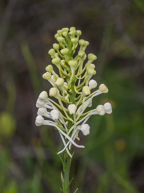 Platanthera conspicua (Southern White fringed orchid)