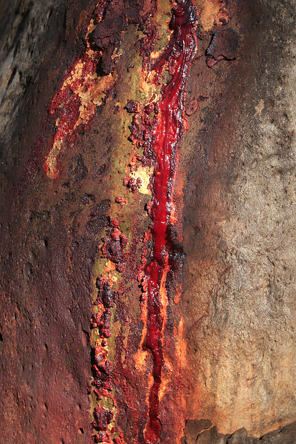 Pink Bloodwood Sap