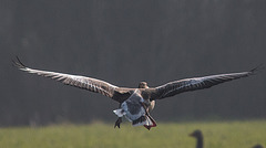 20150215 6957VRTw [D~SHG] Graugans (Anser anser), Rinteln-Hohenrode