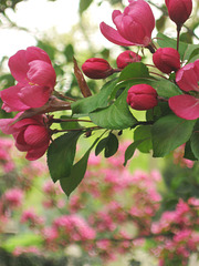 Pink Surprise II
