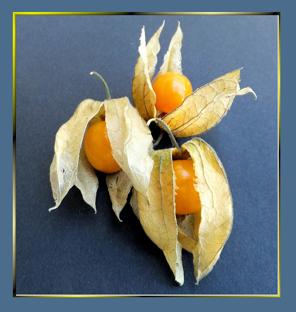 Physalis peruviana. ©UdoSm