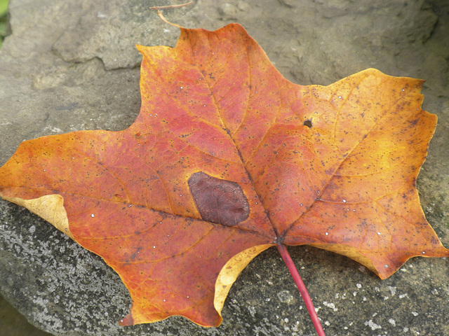 Leaves