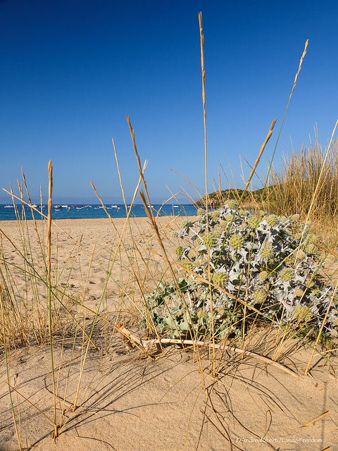 Plage d'Arone