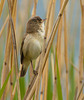 ReedWarblerEF7A9800
