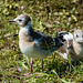 Black headed gull chicks