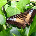 Klipper-Schmetterling