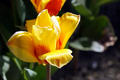 tulp