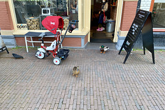 Ducks about town