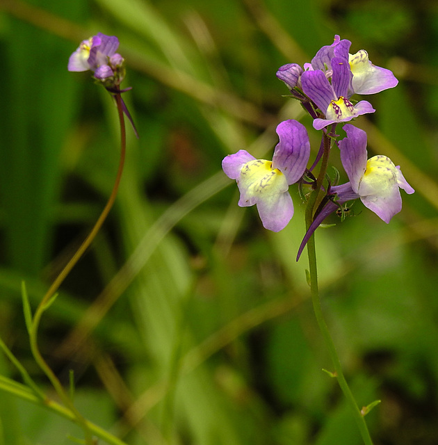 20210831 2696CPw [D~LIP] Marokkanisches Leinkraut (Linaria maroccana), UWZ, Bad Salzuflen