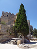 Grüner Wächter am Eingang zur Akropolis in Lindos