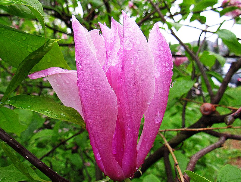 Magnolio