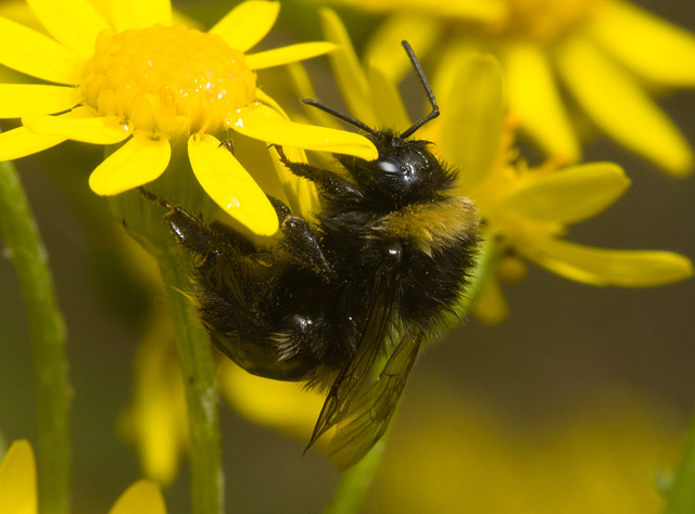 IMG 0899 Bumblebee